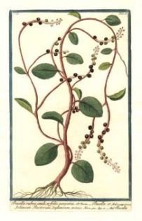 Basella rubra - Базелла красная